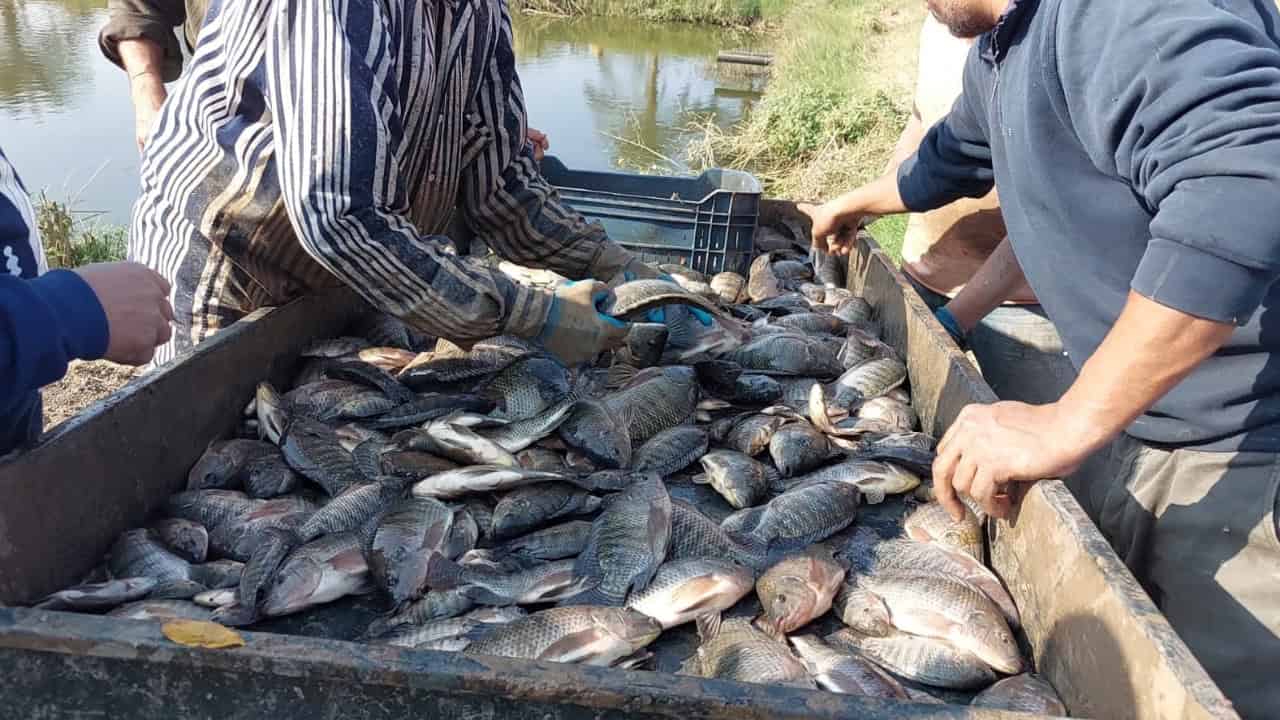 مزرعة أسماك بلطي